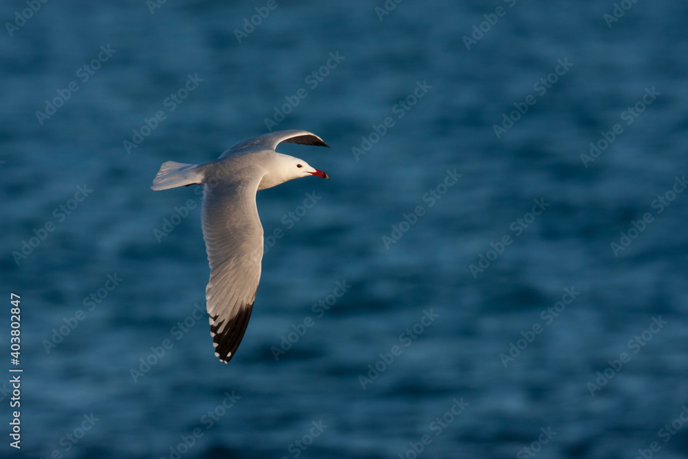 Audouins Meeuw, Audouin's Gull; Ichthyaetus audouinii Audouins Meeuw, Audouin's Gull; Ichthyaetus audouinii
