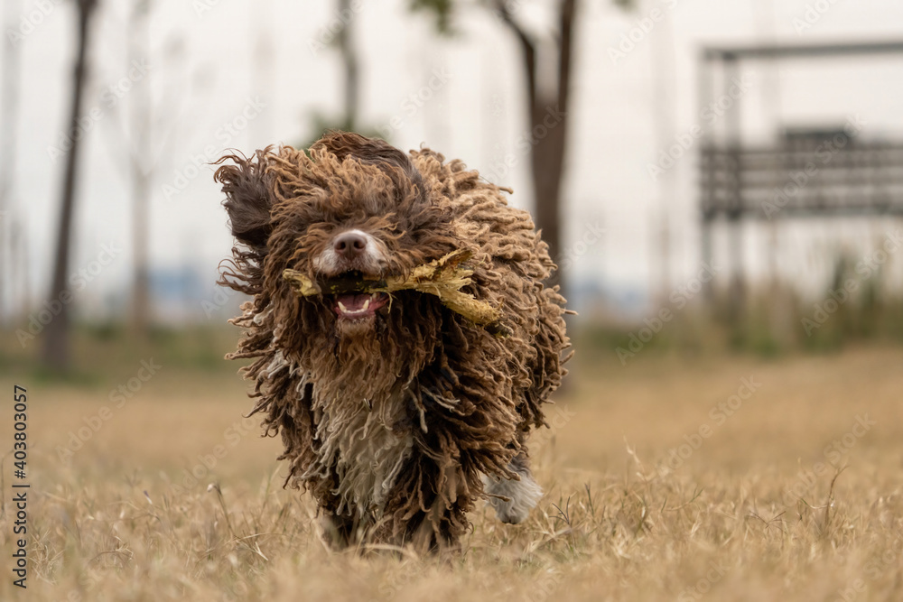 A happy spanish water dog running on the green grass with a branch on it's mouth.