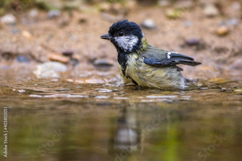 Kohlmeise (parus major)