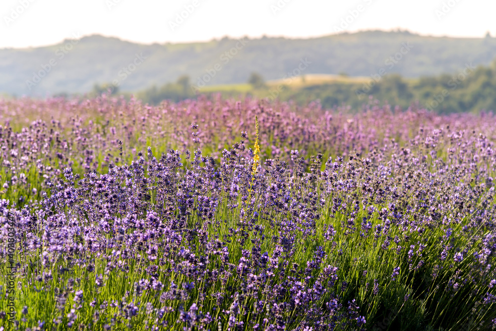 wild lavender on the hills of Sale San Giovanni, Langhe, province of Cuneo Italy