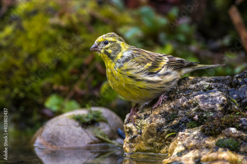 Girlitz (Serinus serinus) Männchen