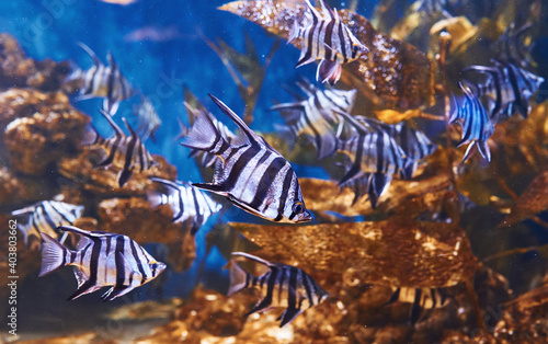 Enoplosus armatus. Underwater close up view of tropical fishes. Life in ocean