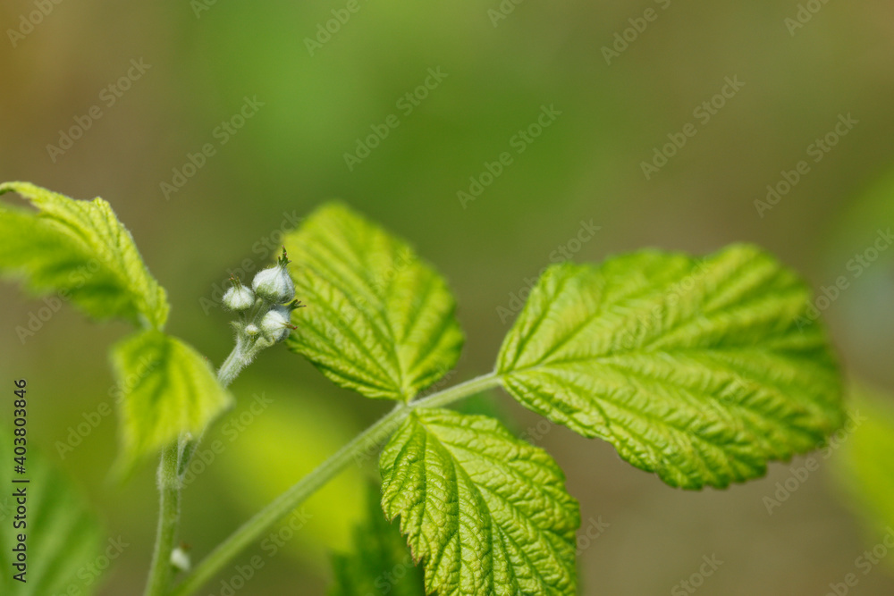 Flowers On A Blackberry Branch Are Released Against A Green Background, Rubus Sectio Rubus Flowers On A Blackberry Branch Are Released Against A Green Background, Rubus Sectio Rubus