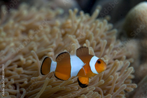 A clown fish or nemo fish in a marine anemone