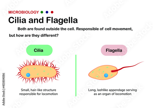 Fotografia Biology diagram present different of cilia and flagella in eukaryote and prokary