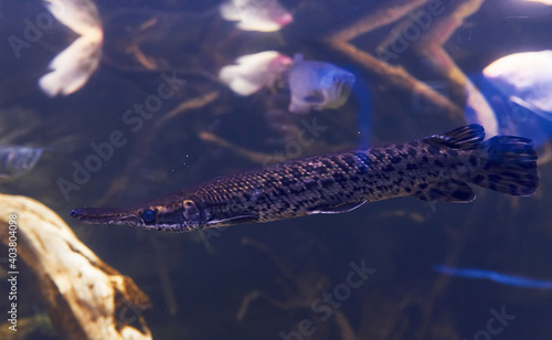 Pangasiidae swims. Underwater close up view of tropical fishes. Life in ocean © standret