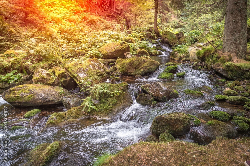 Fototapeta premium Mountain stream in green forest at summer time