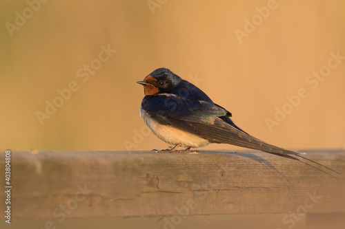 Boerenzwaluw, Barn Swallow, Hirundo rustica photo