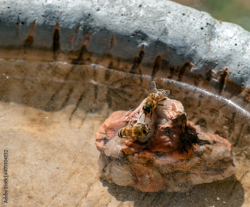 A close up look at two honey bees standing on a rock inside the cement birdbath where the bees are getting a drink of water. Bokeh effect.