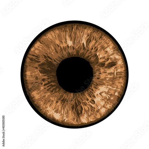 Vector Eye - Close-up of Human Eye on white Background