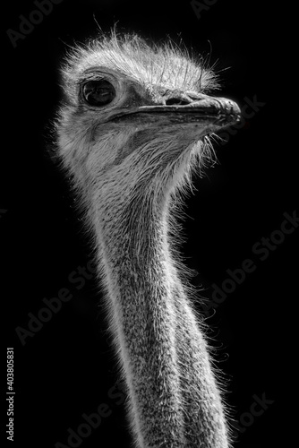 Close up of a common ostrich head in black and white, Namibia
