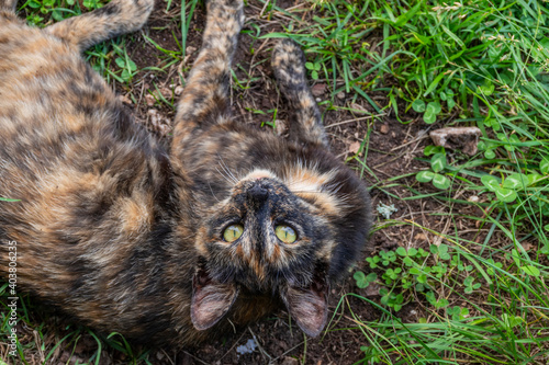 cat in the grass