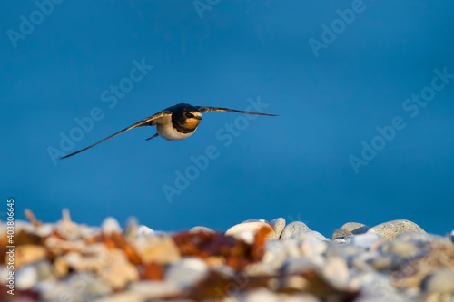 Boerenzwaluw, Barn Swallow, Hirundo rustica © AGAMI