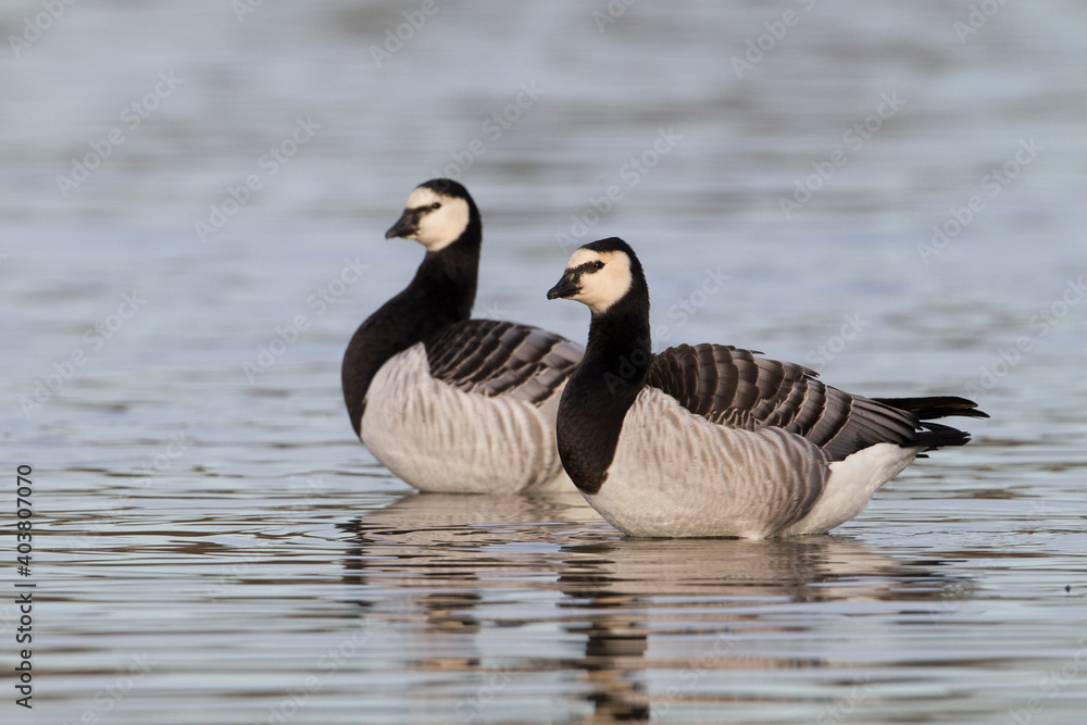 Brandgans, Barnacle Goose, Branta leucopsis