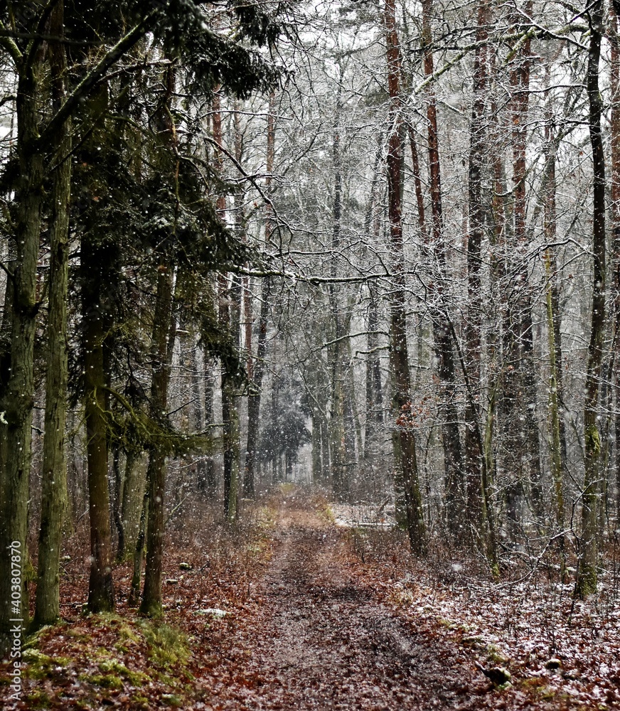 Fototapeta premium path in the woods