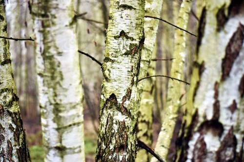 Fototapeta Naklejka Na Ścianę i Meble -  tree trunk in a forest
