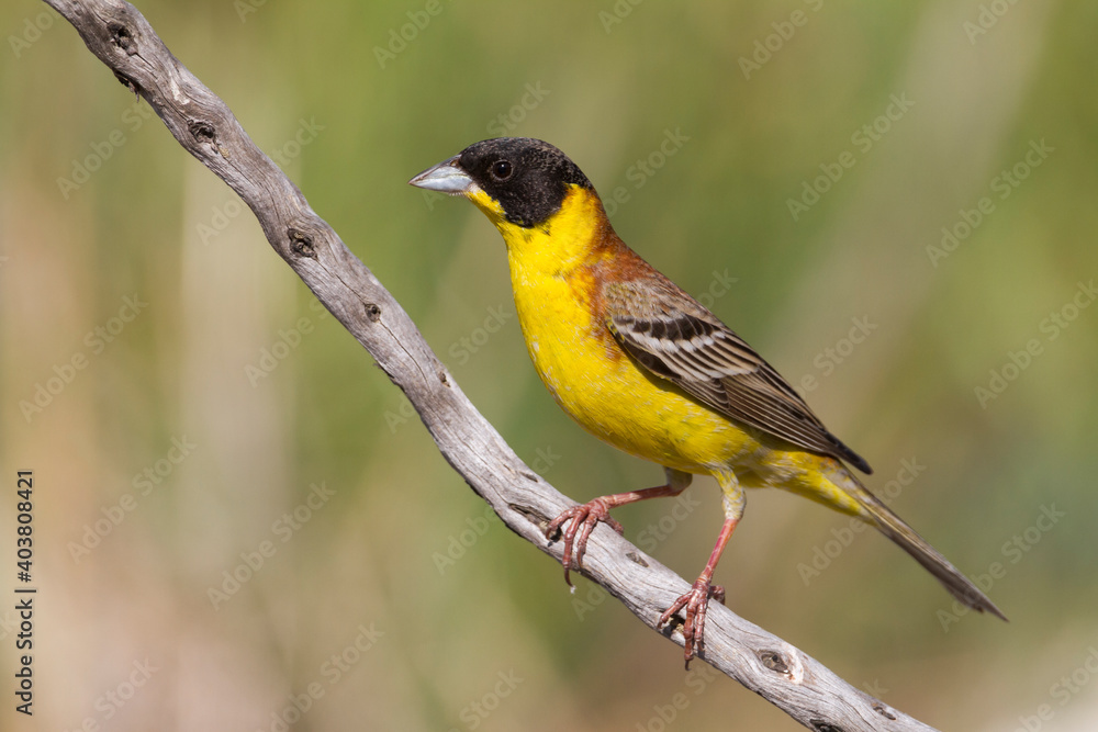 Fototapeta premium Zwartkopgors, Black-headed Bunting, Emberiza melanocephala