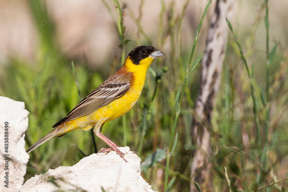 Obraz premium Zwartkopgors, Black-headed Bunting, Emberiza melanocephala