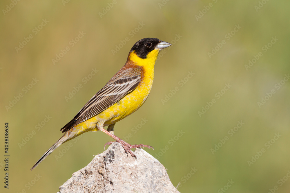 Zwartkopgors, Black-headed Bunting, Emberiza melanocephala Zwartkopgors, Black-headed Bunting, Emberiza melanocephala