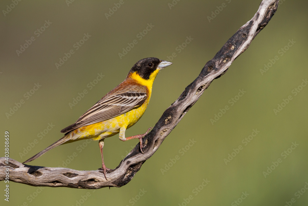 Obraz premium Zwartkopgors, Black-headed Bunting, Emberiza melanocephala