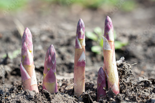 Young organic asparagus grows in a vegetable garden. useful and expensive farm product.
