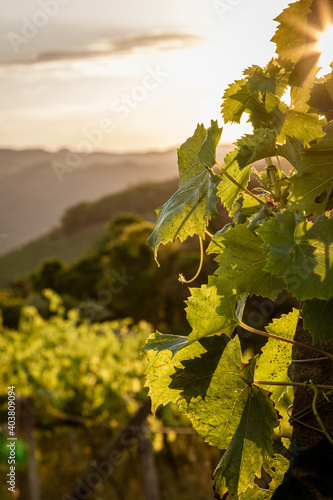 vineyard in autumn