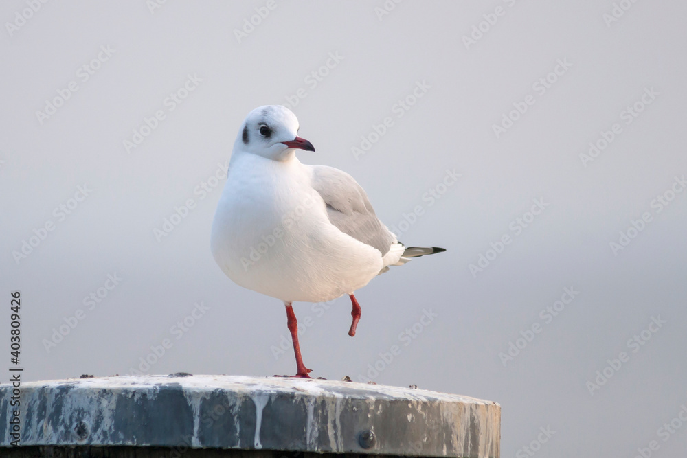 Kokmeeuw, Common Black-headed Gull, Croicocephalus ridibundus Kokmeeuw, Common Black-headed Gull, Croicocephalus ridibundus