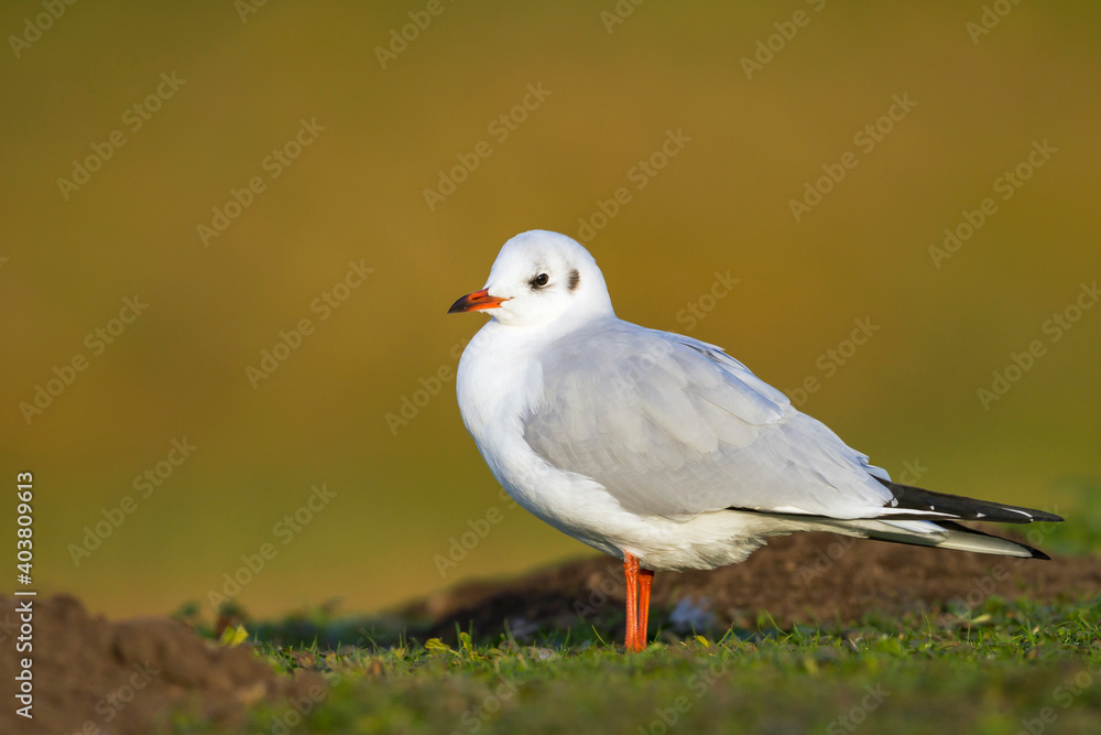 Kokmeeuw, Common Black-headed Gull, Croicocephalus ridibundus Kokmeeuw, Common Black-headed Gull, Croicocephalus ridibundus