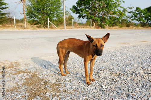 The brown dog on the side of the road with its ears set and the tail is standing.