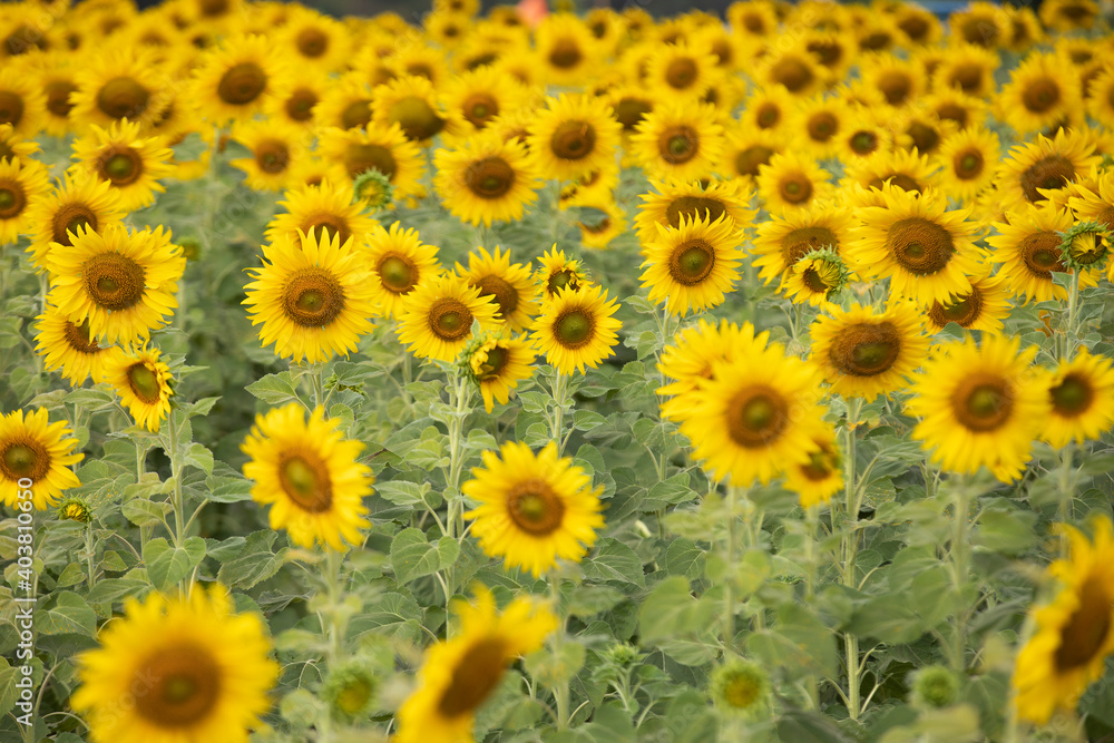 ヒマワリ畑のヒマワリの花 ヒマワリ畑のヒマワリの花