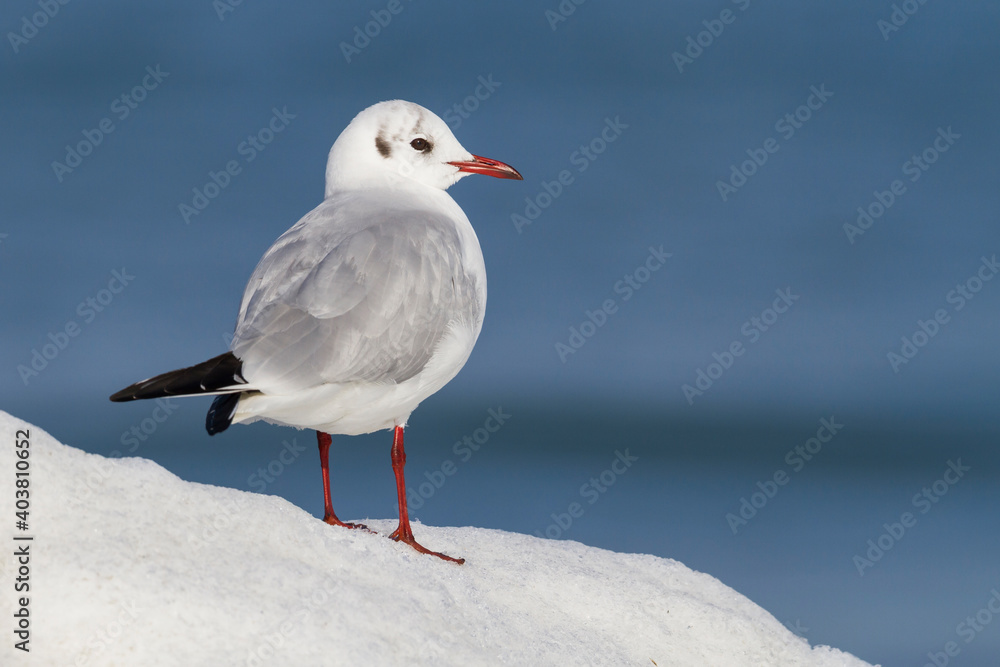 Kokmeeuw, Common Black-headed Gull, Croicocephalus ridibundus Kokmeeuw, Common Black-headed Gull, Croicocephalus ridibundus