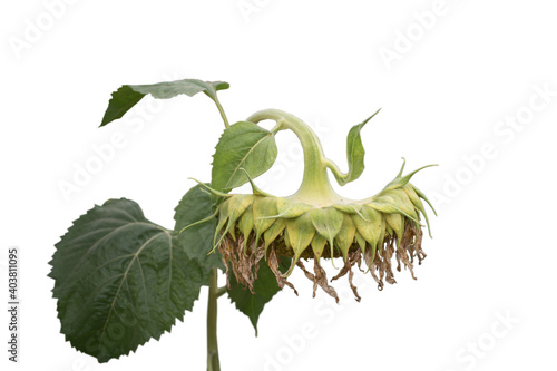 Withered sunflower on isolated background