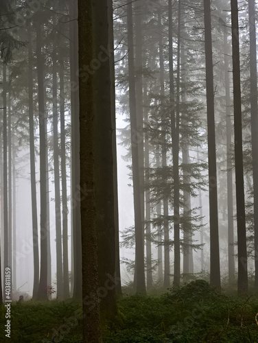 Baumst  mme im Wald an einem nebligen Tag im Herbst