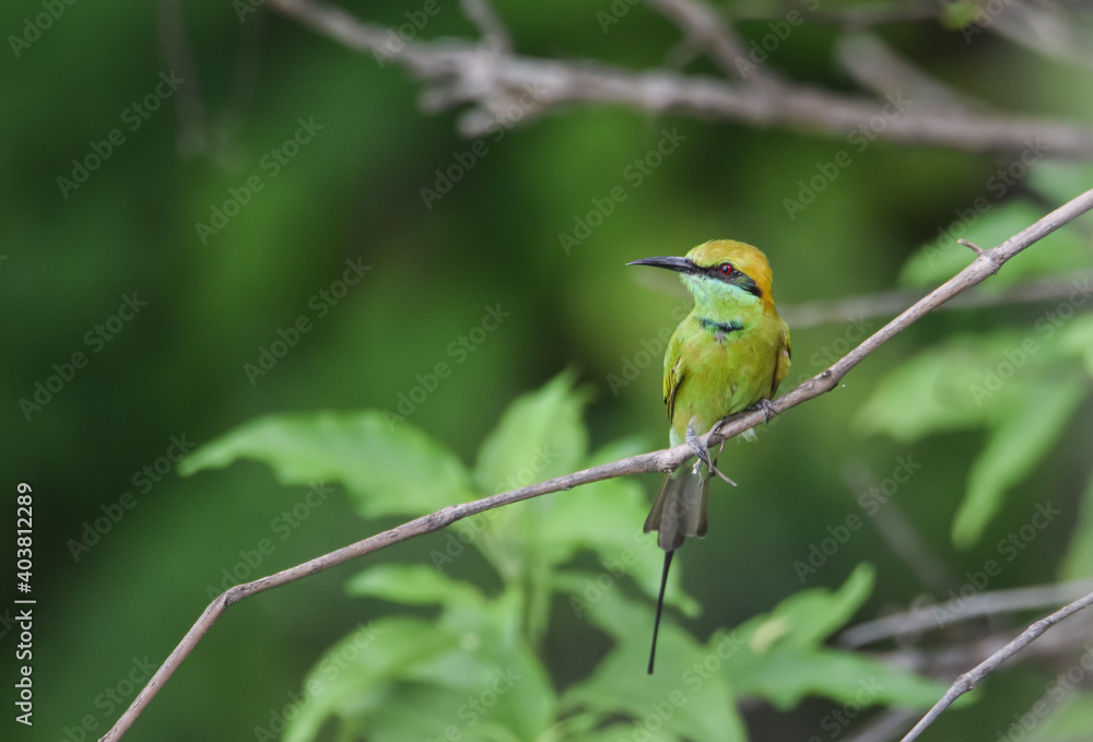 Green Bee Eater bird sitting on a branch of a tree in the jungle with green background 