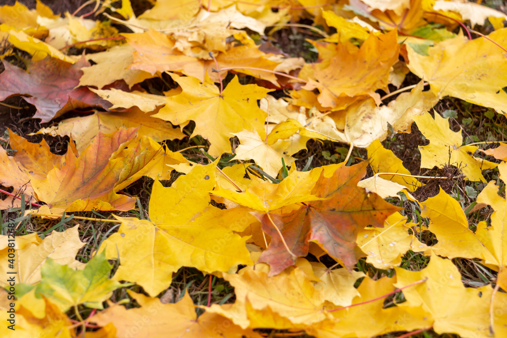 Autumn yellow fallen maple leaves, original background, close-up