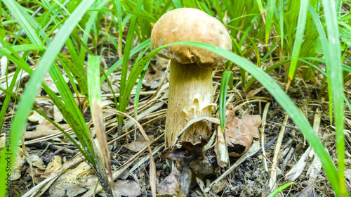 Lonely boletus edulis mushroom banner in forest green grass. Selected focus