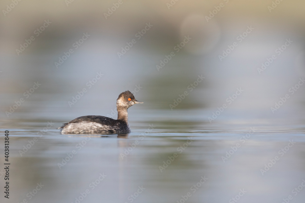 Geoorde Fuut, Black-necked Grebe, Podiceps nigricollis Geoorde Fuut, Black-necked Grebe, Podiceps nigricollis