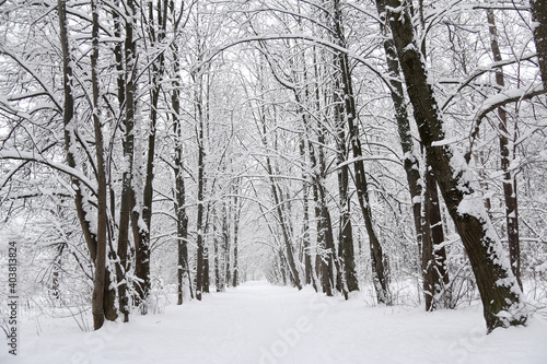 road through the winter forest. snowy landscape