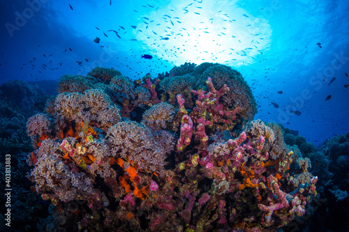 Fototapeta Naklejka Na Ścianę i Meble -  Tropical fish swimming above coral reef at liveaboard dive site in Papua New Guinea