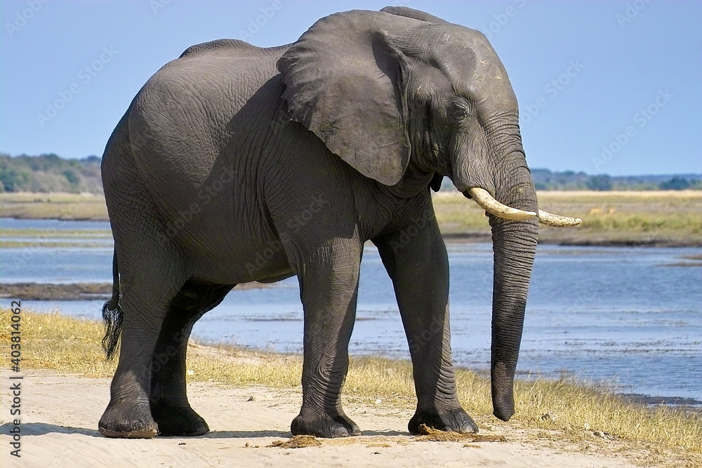 African Elephant Mother