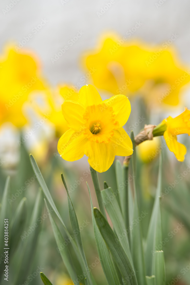 Daffodils closeup with selective focus. Daffodils closeup with selective focus.