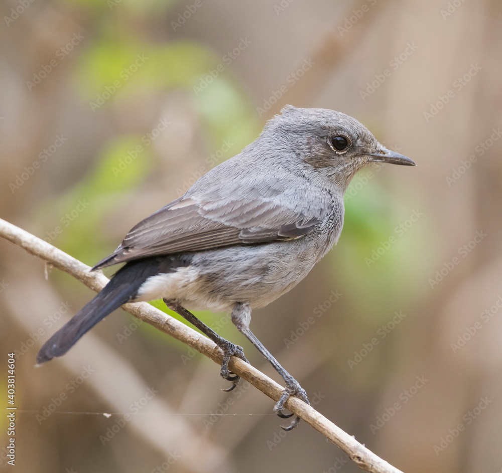 Fototapeta premium Zwartstaart, Blackstart, Cercomela melanura neumanni