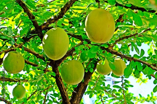 Calabash fruits (Crescentia cujete) on tree in the garden.
