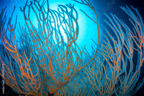 Bright colorful gorgonian sea fans on coral reef
