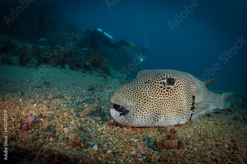 Map pufferfish resting on bottom beside coral reef