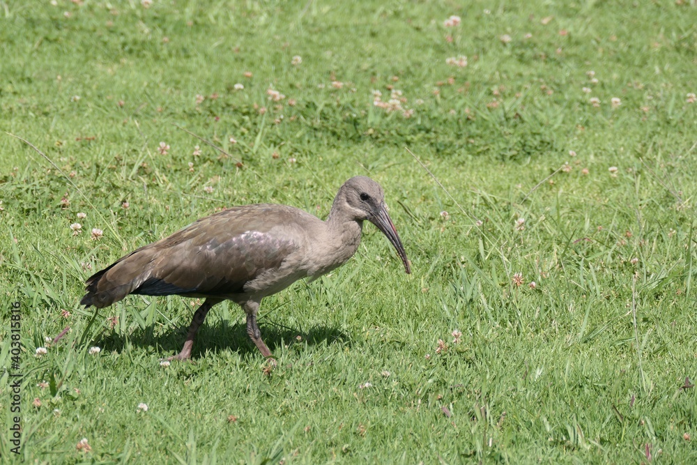 Naklejka premium Hagedasch-Ibis (Bostrychia hagedash), in George, Südafrika