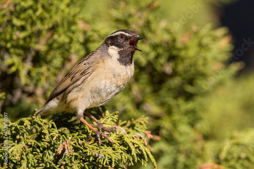 Zwartkeelheggenmus, Black-throated Accentor, Prunella atrogularis huttoni photo