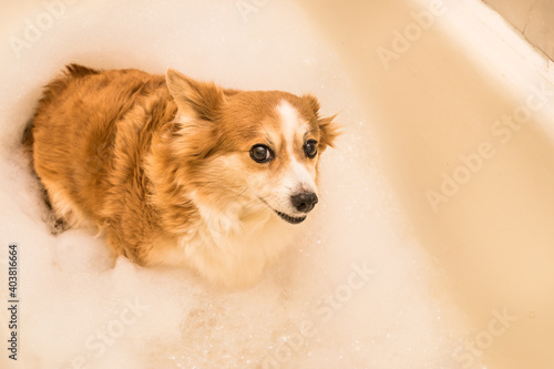 dog looks out of the bathroom with bath foam at the camera © anastas_
