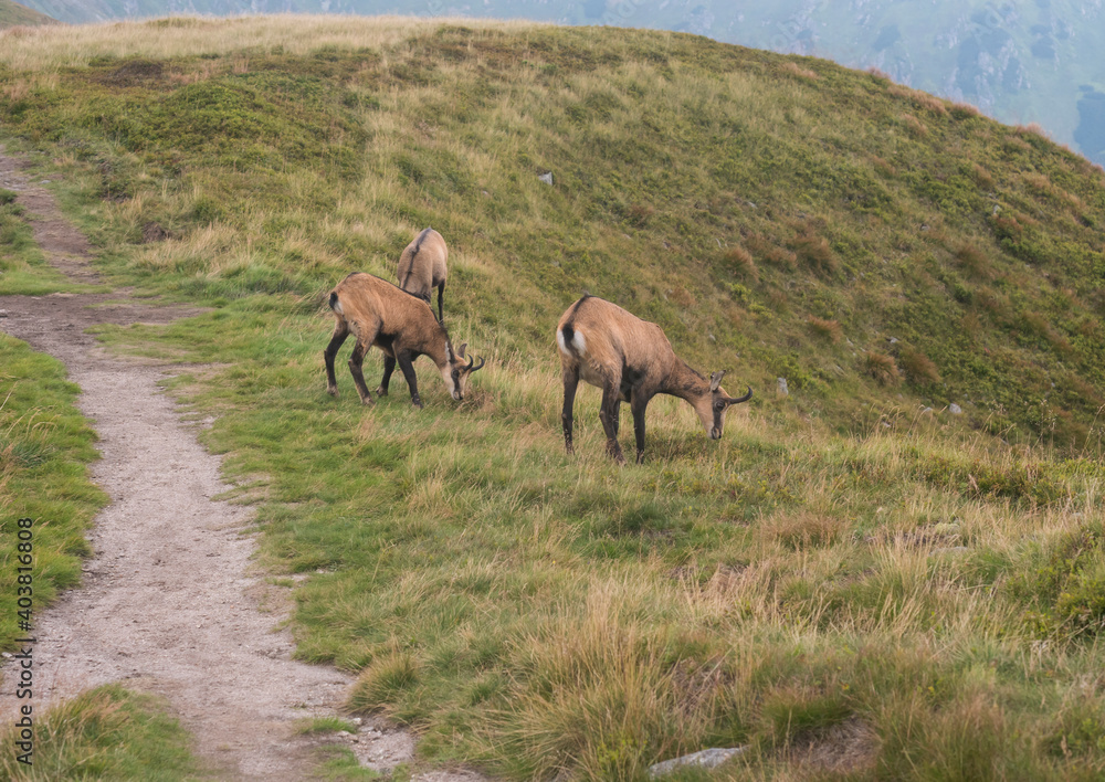 Group of Tatra chamois, rupicapra rupicapra tatrica grazing standing on a footpath at summer mountain meadow in Low Tatras National park in Slovakia. Wild mamal in natural habitat, nature photography. Group of Tatra chamois, rupicapra rupicapra tatrica grazing standing on a footpath at summer mountain meadow in Low Tatras National park in Slovakia. Wild mamal in natural habitat, nature photography.
