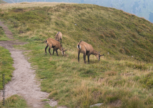 Group of Tatra chamois  rupicapra rupicapra tatrica grazing standing on a footpath at summer mountain meadow in Low Tatras National park in Slovakia. Wild mamal in natural habitat  nature photography.